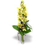  Adana çiçek yolla İnternetten çiçek siparişi  cam vazo içerisinde tek dal canli orkide