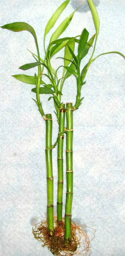 Lucky Bamboo 3 adet vazo hediye edilir   Adana iek siparii cicek , cicekci 