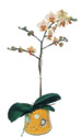  Adana çiçek siparişi online çiçek gönderme sipariş  Phalaenopsis Orkide ithal kalite