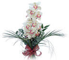  Adana çiçek gönder çiçek siparişi sitesi  Dal orkide ithal iyi kalite