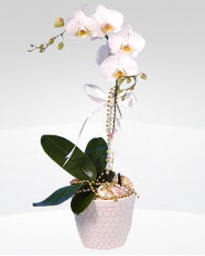 1 dallı orkide saksı çiçeği  Adana çiçek siparişi online çiçekçi , çiçek siparişi 