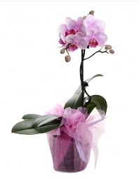 1 dal pembe orkide saksı çiçeği  Adana çiçek siparişi kaliteli taze ve ucuz çiçekler 