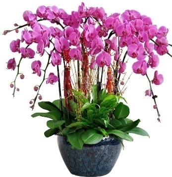 9 dallı mor orkide  Adana çiçek siparişi 14 şubat sevgililer günü çiçek 