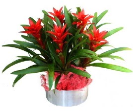 5 adet guzmanya saksı çiçeği  Adana çiçek yolla çiçek gönderme sitemiz güvenlidir 