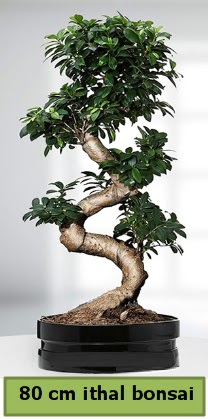 80 cm özel saksıda bonsai bitkisi  Adana çiçek yolla çiçekçi telefonları 