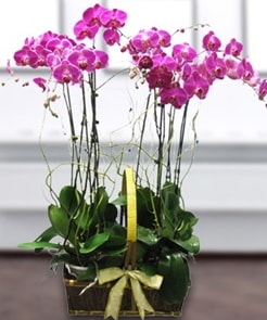7 dallı mor lila orkide  Adana çiçek yolla çiçek gönderme sitemiz güvenlidir 