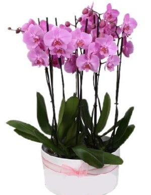 Beyaz seramik içerisinde 7 dallı mor orkide  Adana çiçek yolla çiçekçi telefonları 