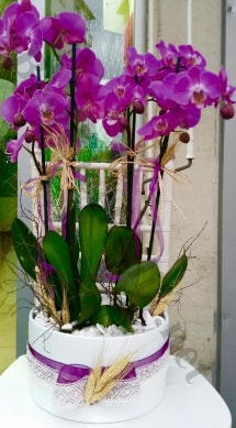 Seramik vazoda 4 dallı mor lila orkide  Adana çiçek siparişi online çiçek gönderme sipariş 
