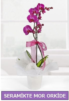 Seramik içerisinde birinci kalite tek dallı mor orkide  Adana çiçek yolla İnternetten çiçek siparişi 