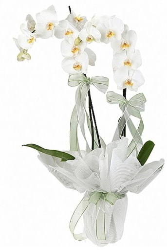 Çift Dallı Beyaz Orkide  Adana çiçek siparişi anneler günü çiçek yolla 
