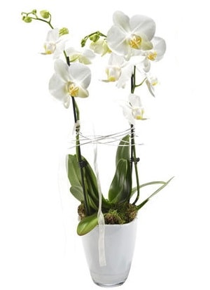 2 dallı beyaz seramik beyaz orkide saksısı  Adana çiçek yolla çiçek gönderme sitemiz güvenlidir 