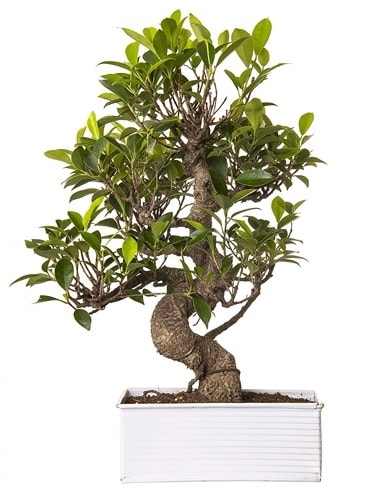 Exotic Green S Gövde 6 Year Ficus Bonsai  Adana çiçek yolla çiçek gönderme sitemiz güvenlidir 